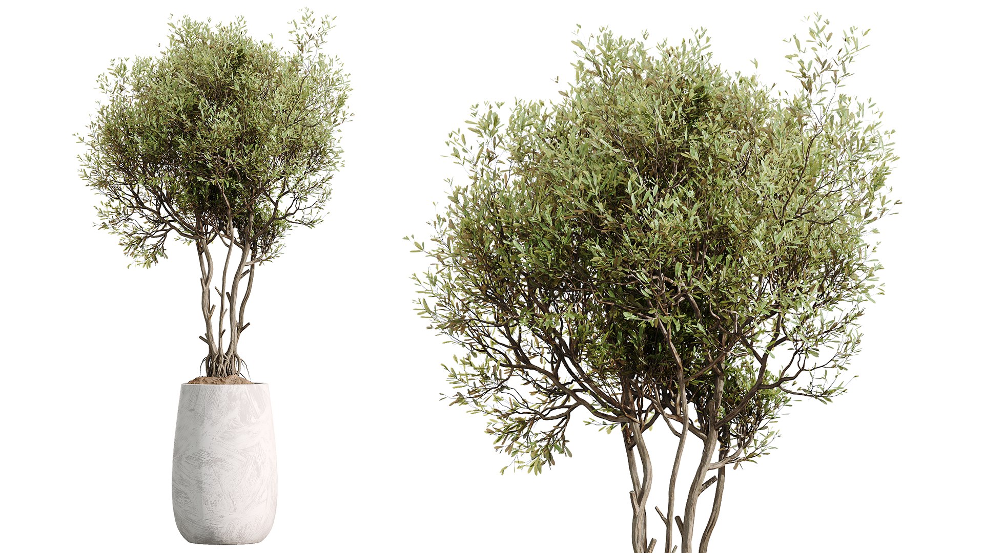 AV Indoor Plants Set 525 Yucca Olive Areca Palm Spathiphyllum 3D https://p.turbosquid.com/ts-thumb/0d/DTQUwj/Mo/05/png/1785223187/1920x1080/fit_q87/8c7d2f5c159f4ef15a8c5eef280442fa5d94c922/05.jpg