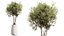 Set di piante da interno AV 525 Yucca Olivo Areca Palma Spathiphyllum