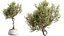 Set di piante da interno AV 525 Yucca Olivo Areca Palma Spathiphyllum