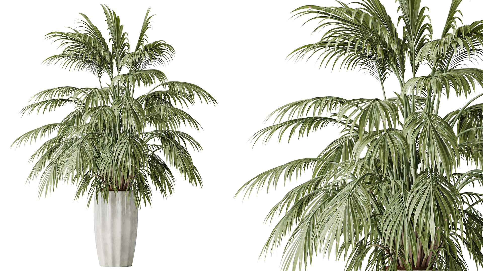 AV Indoor Plants Set 525 Yucca Olive Areca Palm Spathiphyllum 3D https://p.turbosquid.com/ts-thumb/0d/DTQUwj/Tf/04/png/1785223184/1920x1080/fit_q87/43865f6a18f213b24817b9add882bb4c7d918543/04.jpg