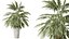 Set di piante da interno AV 525 Yucca Olivo Areca Palma Spathiphyllum