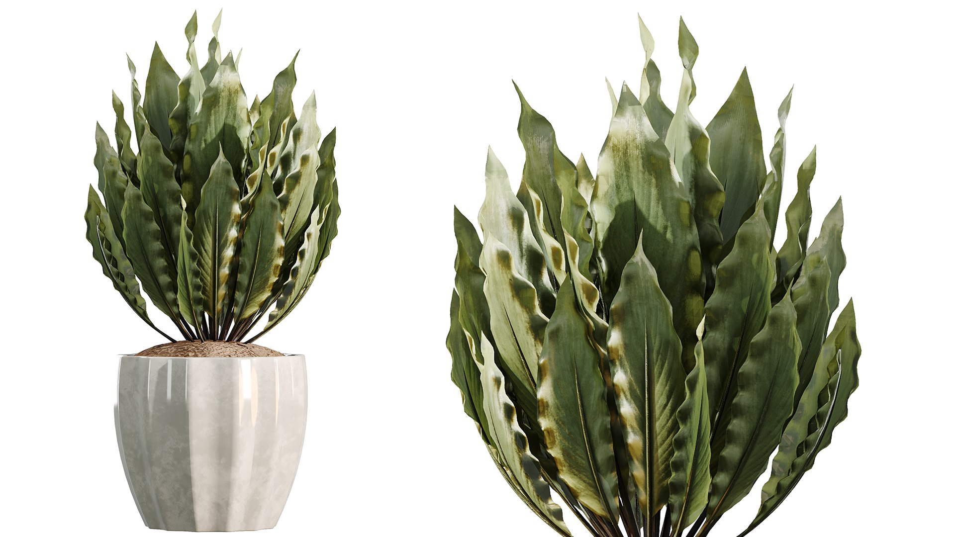 AV Indoor Plants Set 525 Yucca Olive Areca Palm Spathiphyllum 3D https://p.turbosquid.com/ts-thumb/0d/DTQUwj/VP/03/png/1785223182/1920x1080/fit_q87/ecde016e41a49e07bd7ba000ce6c032bed8bfc4d/03.jpg