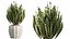 Set di piante da interno AV 525 Yucca Olivo Areca Palma Spathiphyllum
