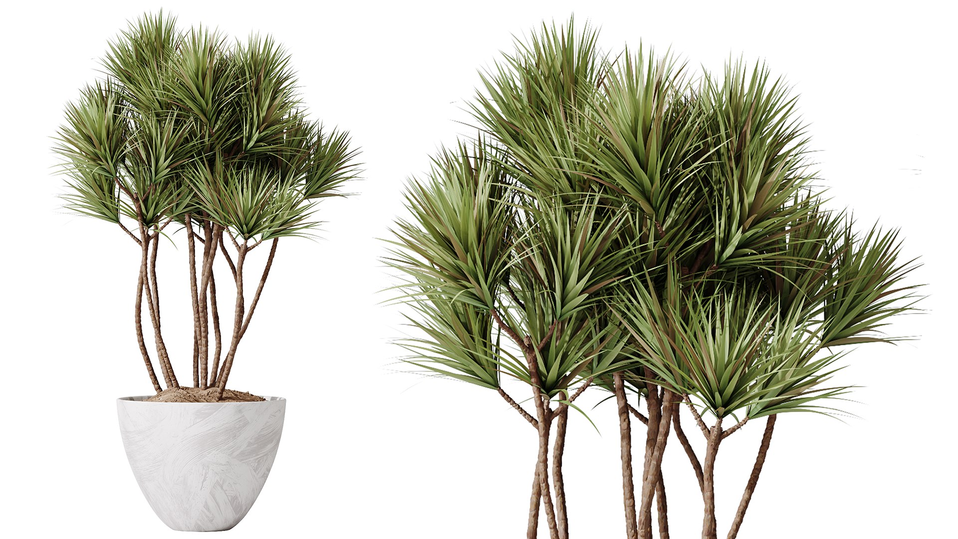 AV Indoor Plants Set 525 Yucca Olive Areca Palm Spathiphyllum 3D https://p.turbosquid.com/ts-thumb/0d/DTQUwj/fS/06/png/1785223190/1920x1080/fit_q87/ebe61acbaa5d300b47129814b1d0b3b97f0588bf/06.jpg