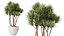 Set di piante da interno AV 525 Yucca Olivo Areca Palma Spathiphyllum