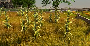 3D model plant corn