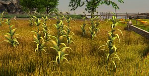 Corn Plant