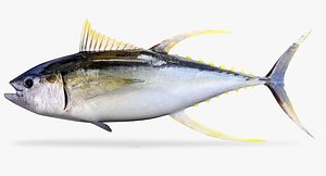 yellow fin tuna 3d fbx