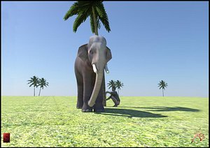 elephant
