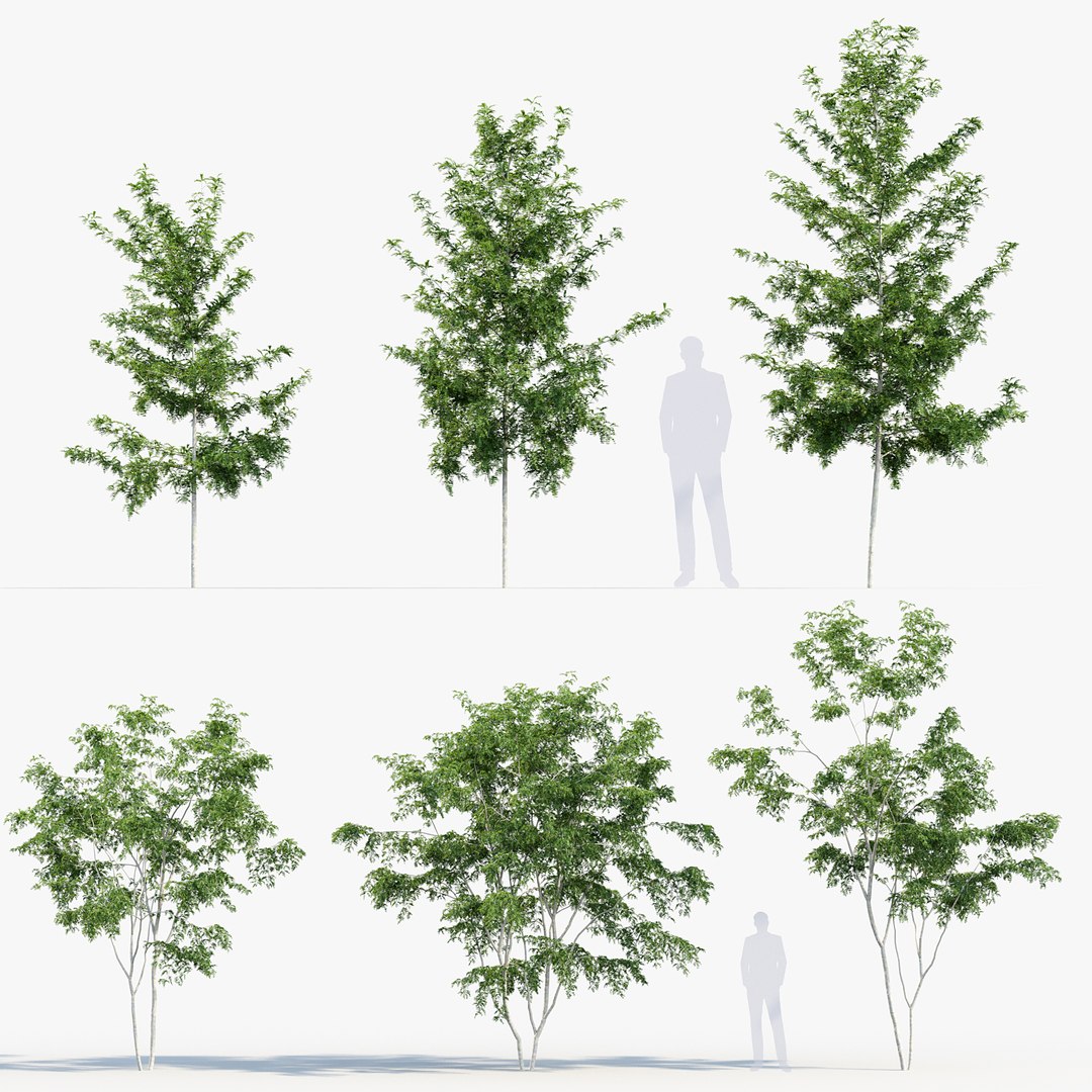 Gleditsia Triacanthos Honey Locust 3D Model - TurboSquid 2057046
