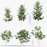 Gleditsia triacanthos Honey locust