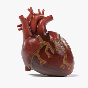 3d human heart