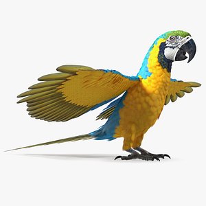 Blue and Yellow Macaw Parrot Rigged for Maya 3D
