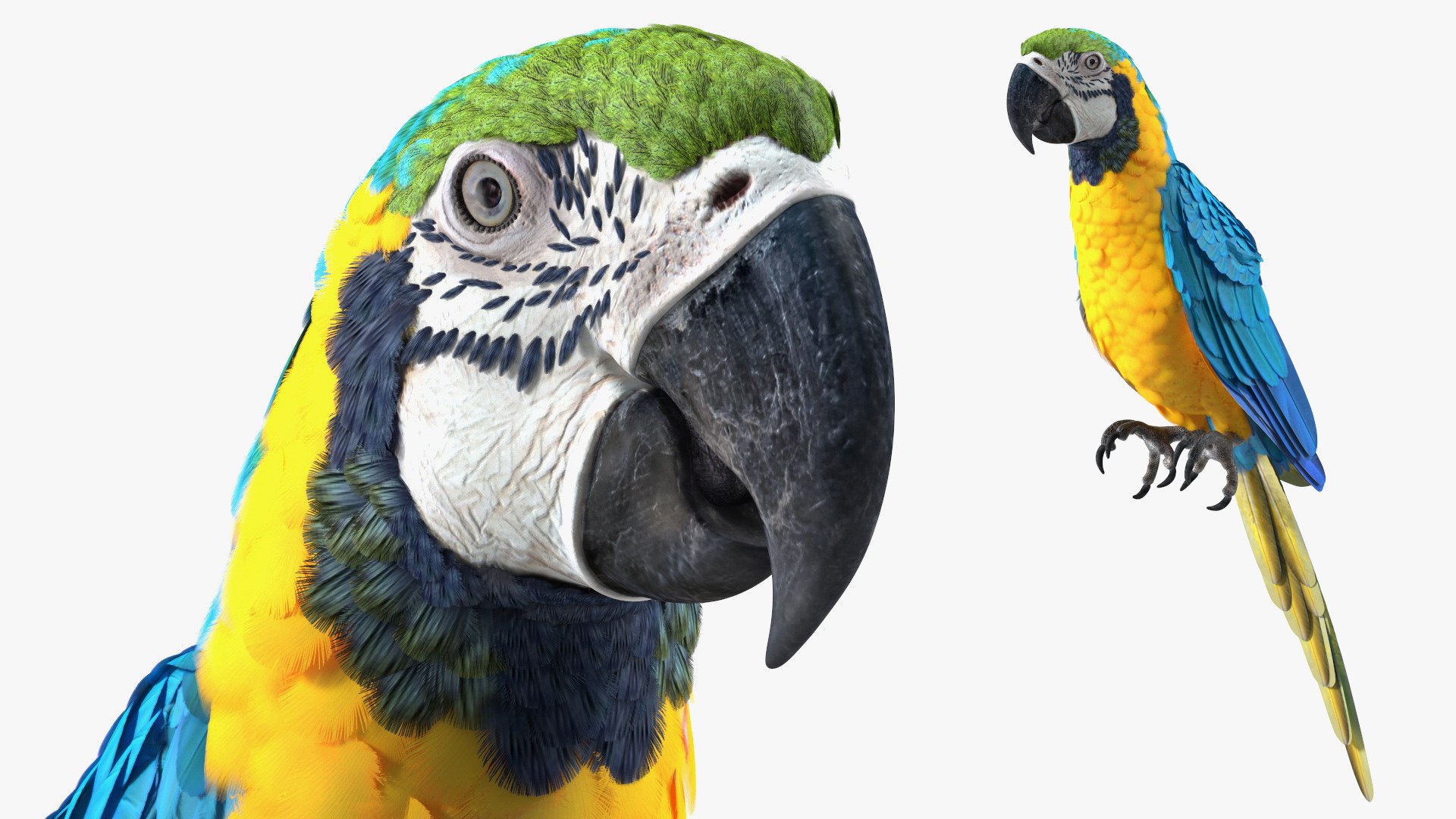 Blue and Yellow Macaw Parrot Rigged for Maya 3D model preview