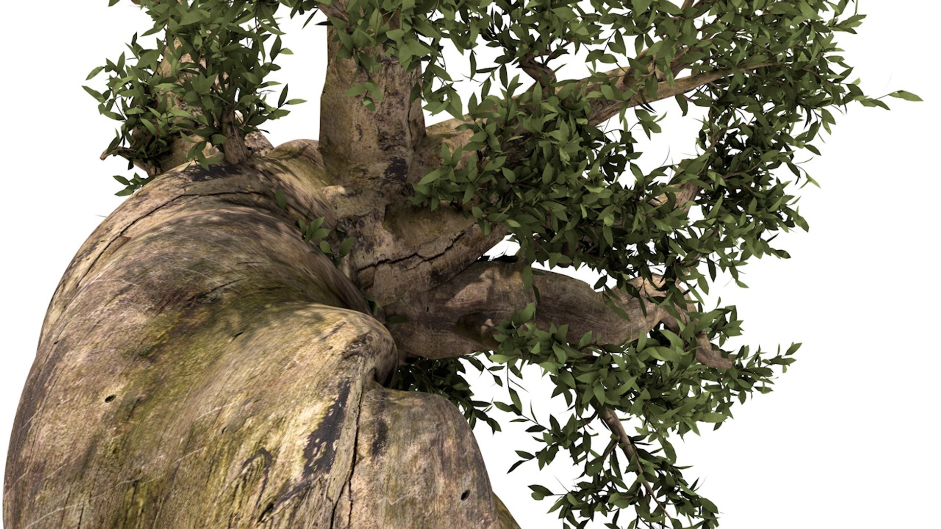 pinus longaeva tree 3D model https://p.turbosquid.com/ts-thumb/0d/hqY2SC/0MSF3JGF/2/jpg/1555294537/1920x1080/fit_q87/75ec7c189c848fa758913e5c6c62b4c7eb5b4ed2/2.jpg