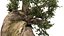 Pinus Longaeva Tree Modelo 3d