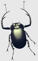 LONGARMBEETLE