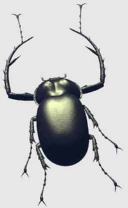 LONGARMBEETLE