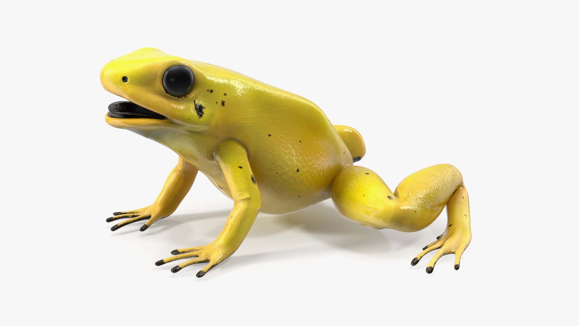 Golden Dart Frog Rigged for Maya 3D model for industrial visualization, technical presentation, simulation, product rendering, and animation