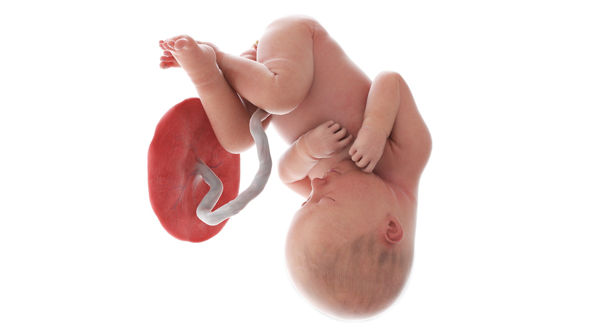 3D Fetus Week 37 Animated model https://p.turbosquid.com/ts-thumb/0d/kPV9CT/6H/fetus_week37f0000/jpg/1632855973/1920x1080/fit_q87/4eb816cd03c2507e74e11bf0ceef51dec86ebc4e/fetus_week37f0000.jpg