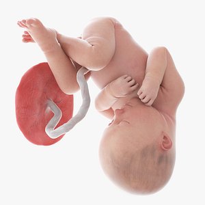 3D Fetus Week 37 Animated model