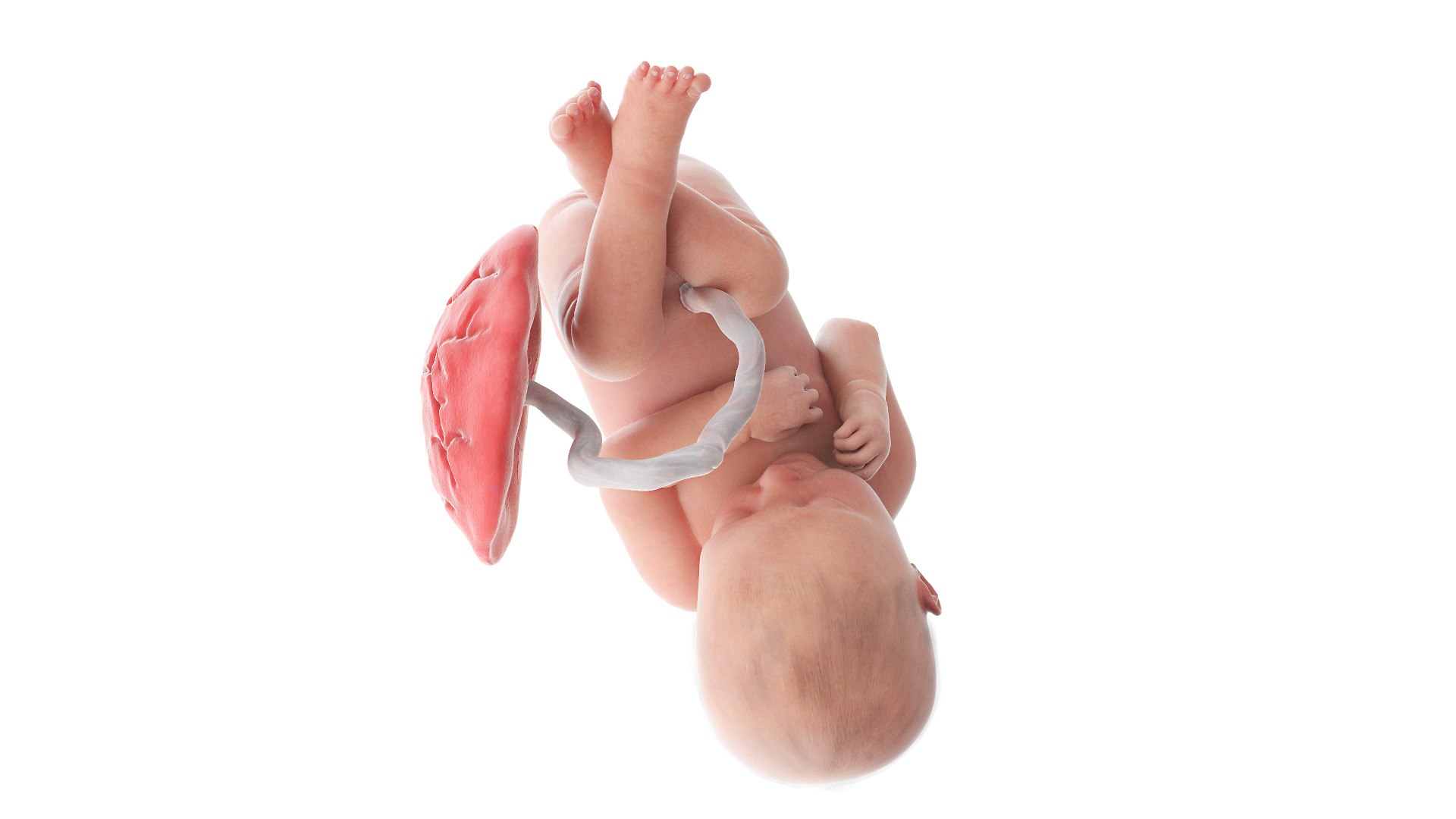 3D Fetus Week 37 Animated model https://p.turbosquid.com/ts-thumb/0d/kPV9CT/A7/fetus_week37f0001/jpg/1632855973/1920x1080/fit_q87/0fc87b715ade32a759f71e8bcf128445c2e66de5/fetus_week37f0001.jpg
