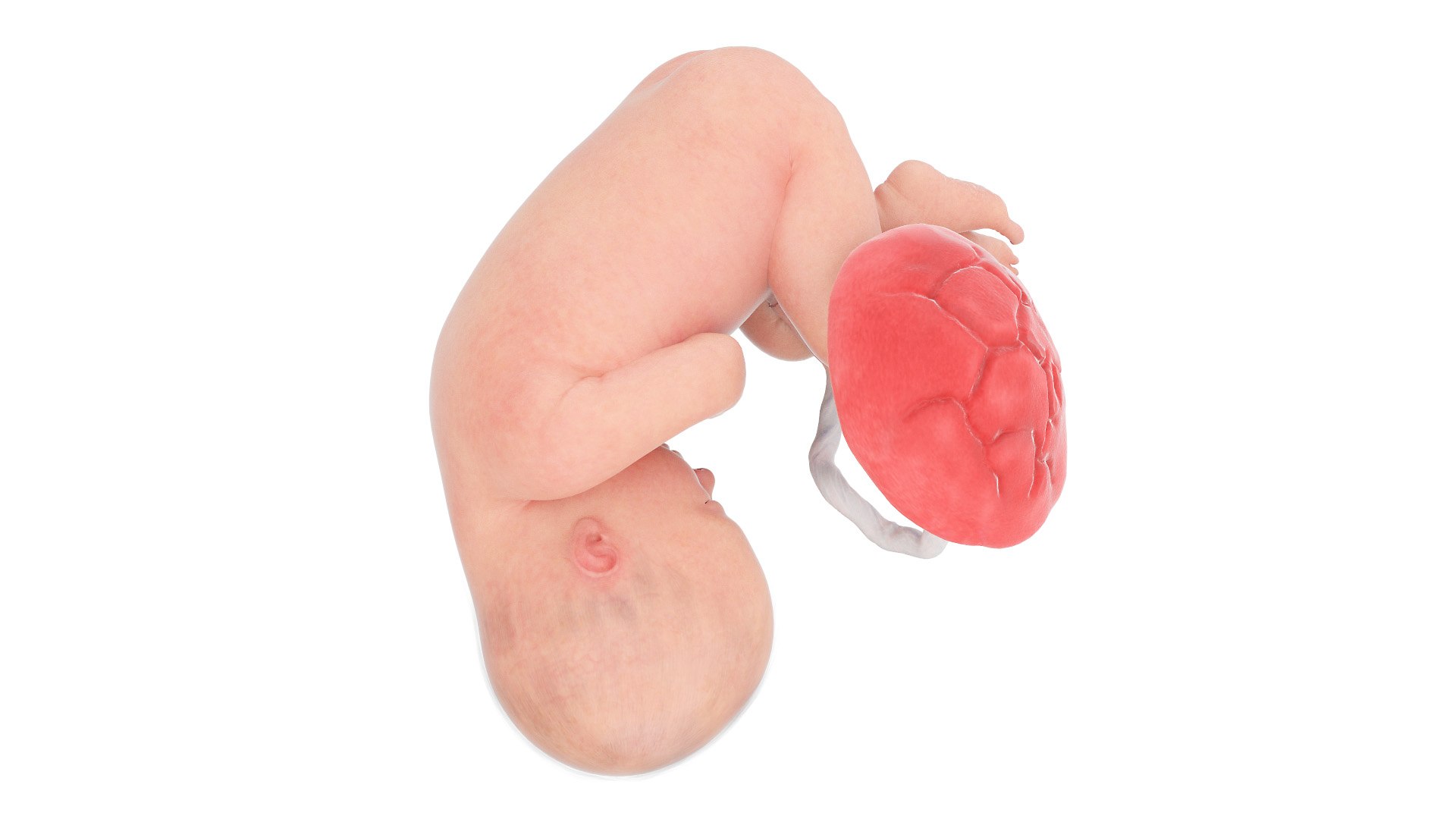 3D Fetus Week 37 Animated model https://p.turbosquid.com/ts-thumb/0d/kPV9CT/hI/fetus_week37f0004/jpg/1632855973/1920x1080/fit_q87/cf9dd67d3bfbaa87df93bb7e8d674eefc3ce5ca3/fetus_week37f0004.jpg
