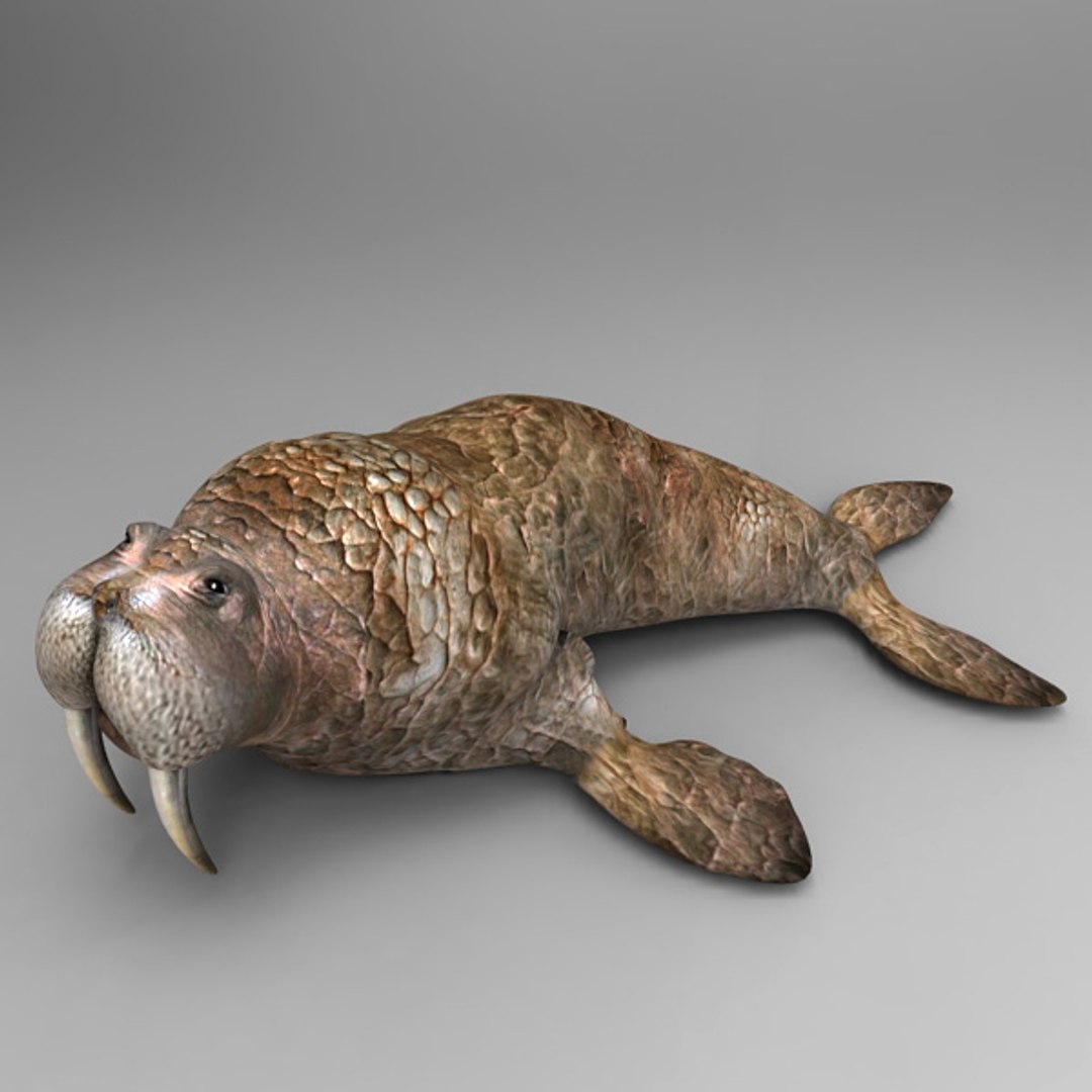 3d Model Of Walrus Poser