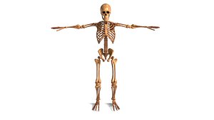 Detailed Rigged Human Skeleton
