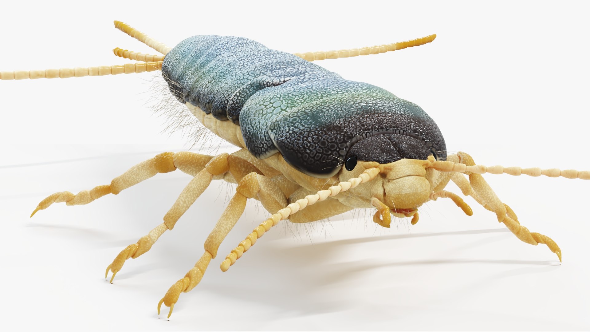 Silverfish Static 3D - TurboSquid 2069560