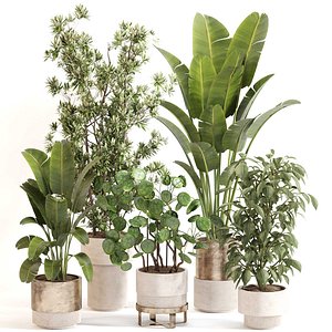 3D Indoor Plant Set 0121