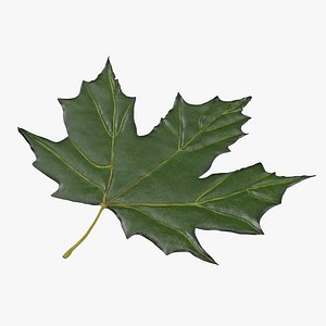green maple leaf max