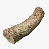 Tree Trunk 02