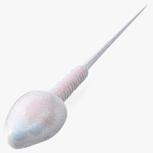 Human Sperm Cell 3D model