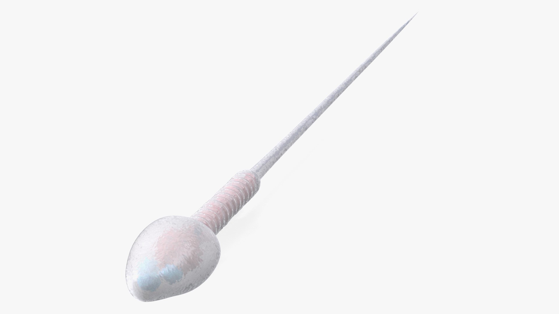 Human Sperm Cell 3D model preview