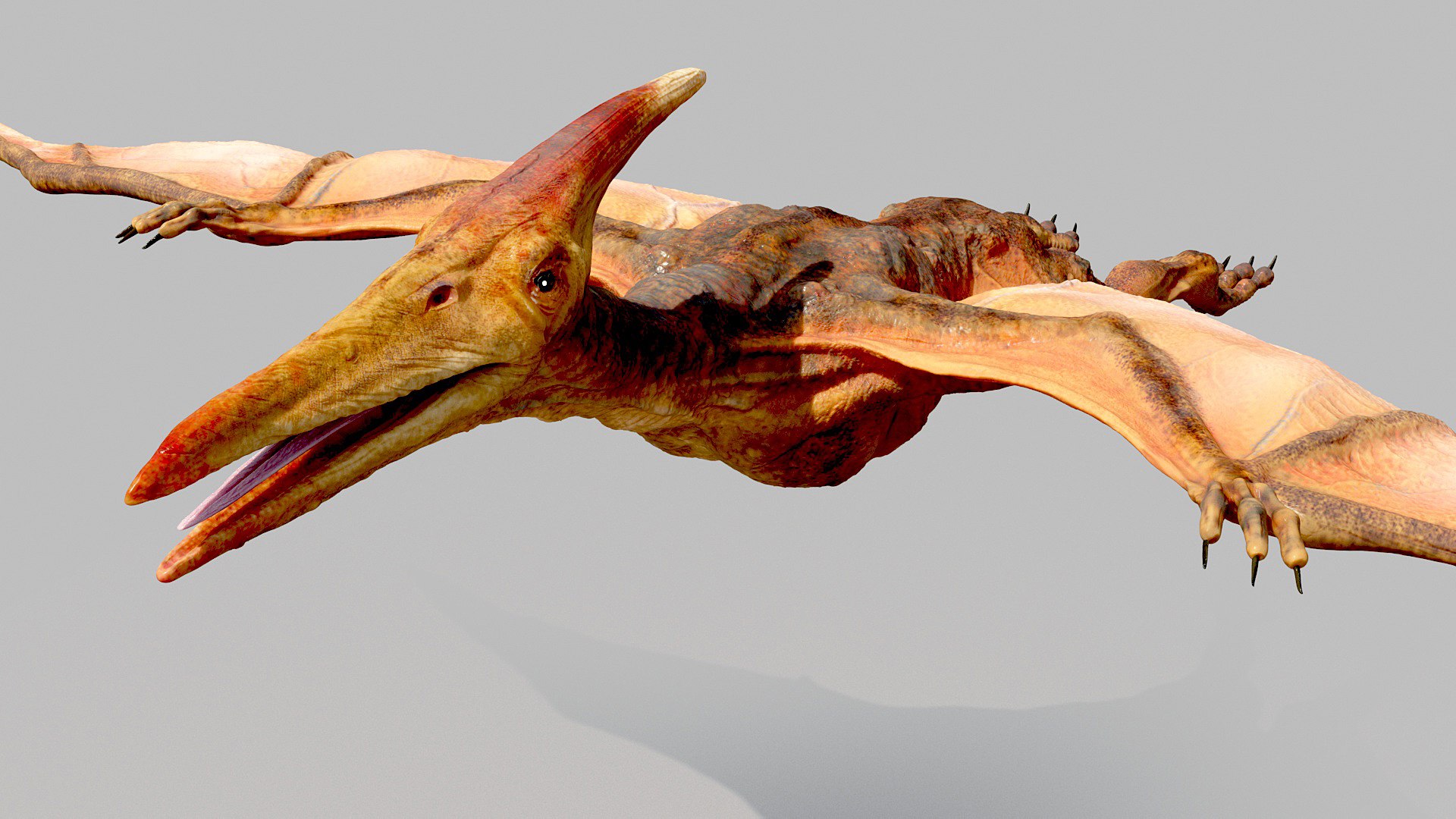 3D pterodactyl - TurboSquid 1550396