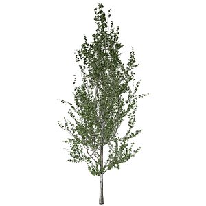 3D model Lombardy Poplar Tree - 02 -