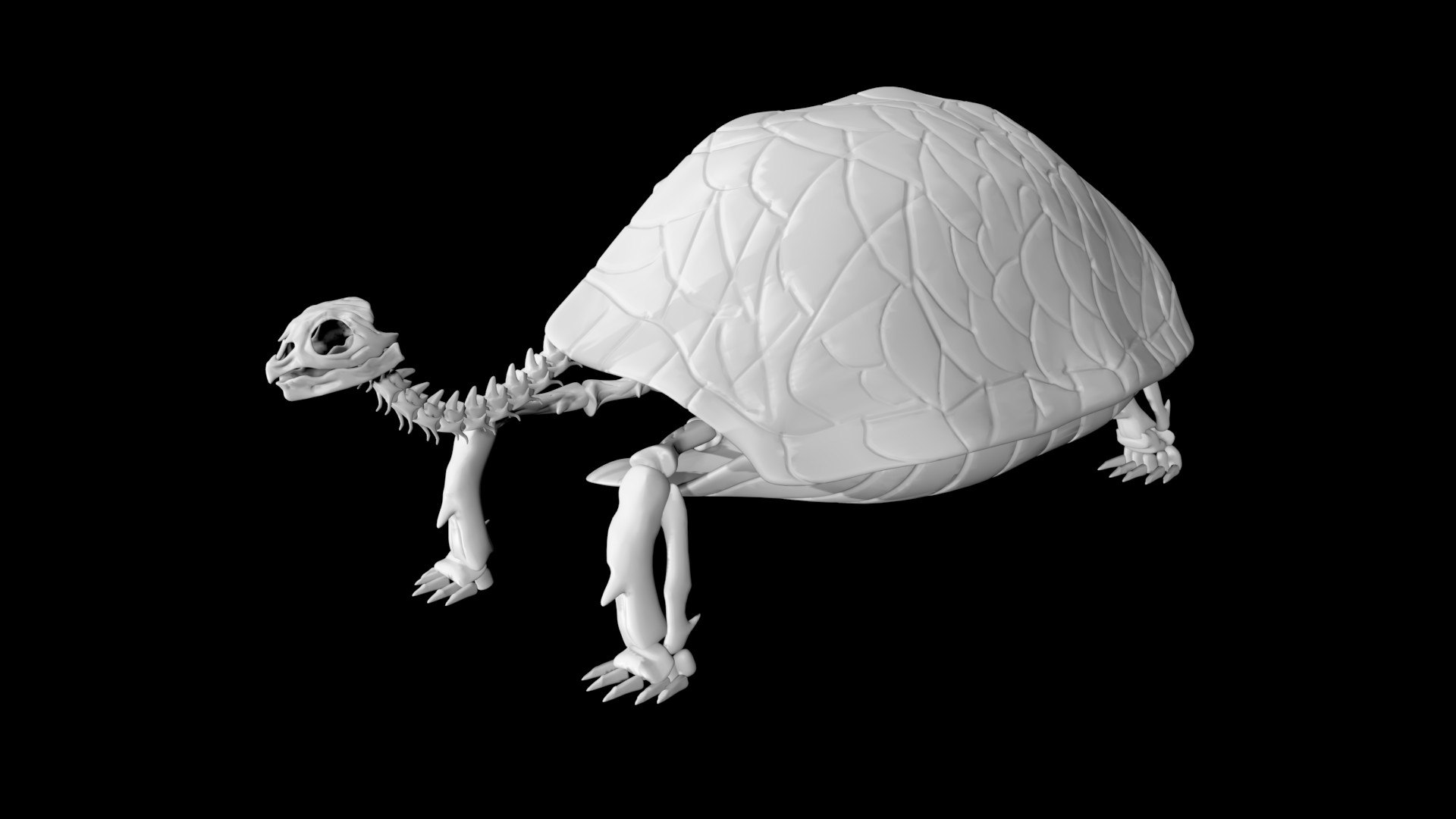 Tortoise Skeleton 3d Model Turbosquid 1889272