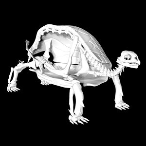 Tortoise skeleton 3D model