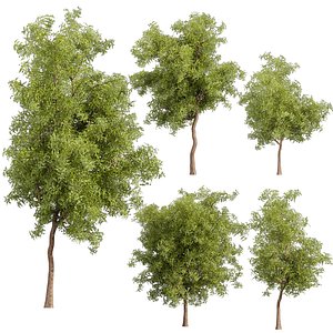 3D Collection plant vol 535 - tree - ash - Urban environment