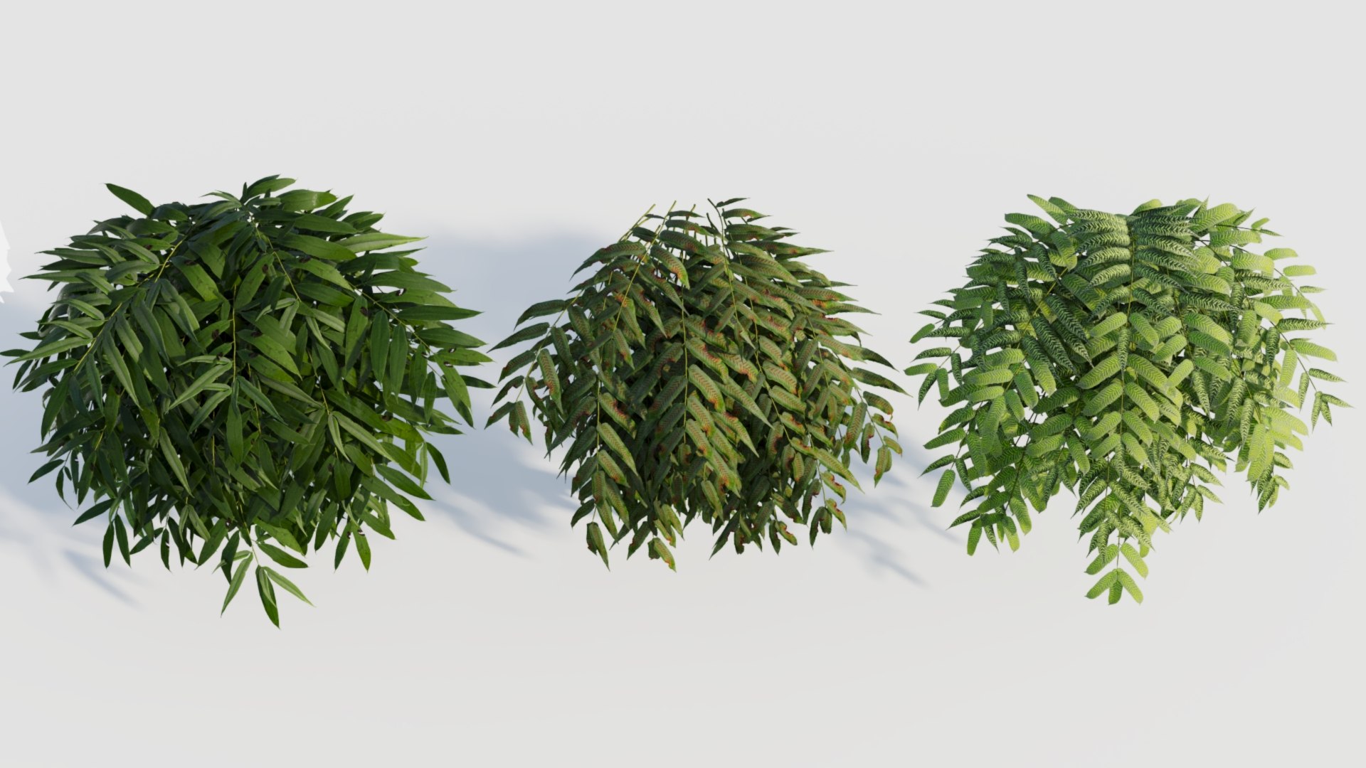 Coniogramme japonica a 3D model https://p.turbosquid.com/ts-thumb/0e/ZtvOpm/13/coniogrammejaponicaa_4/jpg/1718176543/1920x1080/fit_q87/a6876d31beecec96a761f1ee69d0c5114890168e/coniogrammejaponicaa_4.jpg