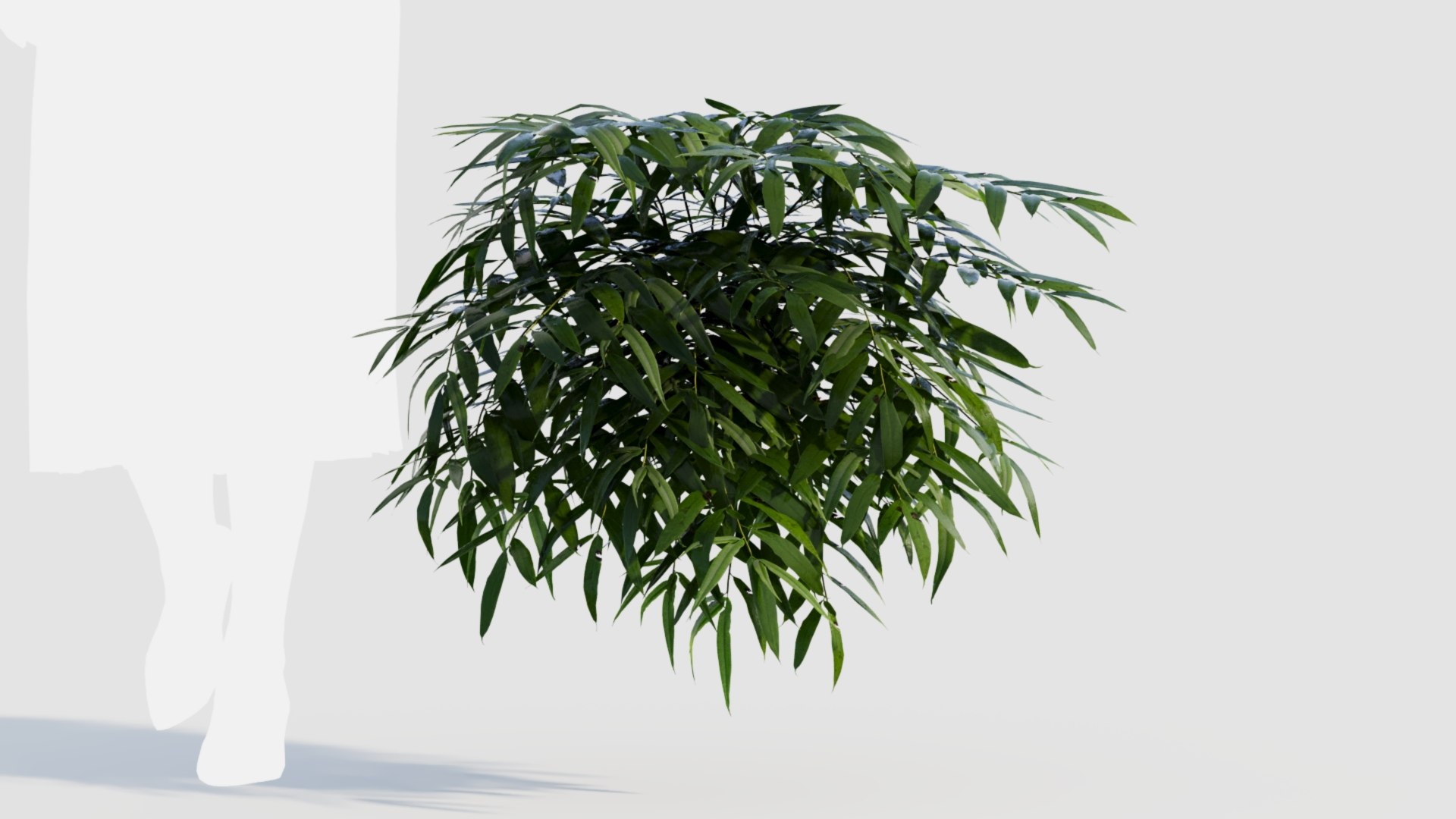 Coniogramme japonica a 3D model https://p.turbosquid.com/ts-thumb/0e/ZtvOpm/1v/coniogrammejaponicaa_7/jpg/1718176544/1920x1080/fit_q87/d9c16a9b4a6baaa247d883265a1d78571f0f6cbc/coniogrammejaponicaa_7.jpg