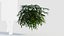 Coniogramme japonica a