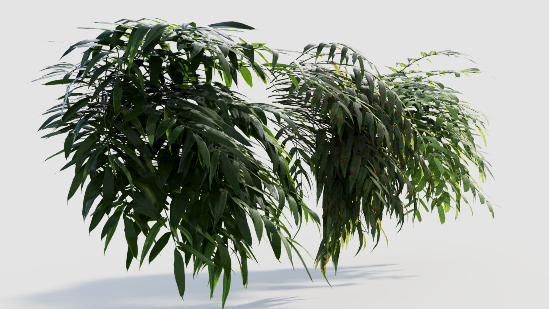 Coniogramme japonica a 3D model https://p.turbosquid.com/ts-thumb/0e/ZtvOpm/3C/coniogrammejaponicaa_5/jpg/1718176543/1920x1080/fit_q87/dbd3c7741f637722e2ad1e3d422a12b2df515eb9/coniogrammejaponicaa_5.jpg