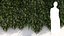 Coniogramme japonica a