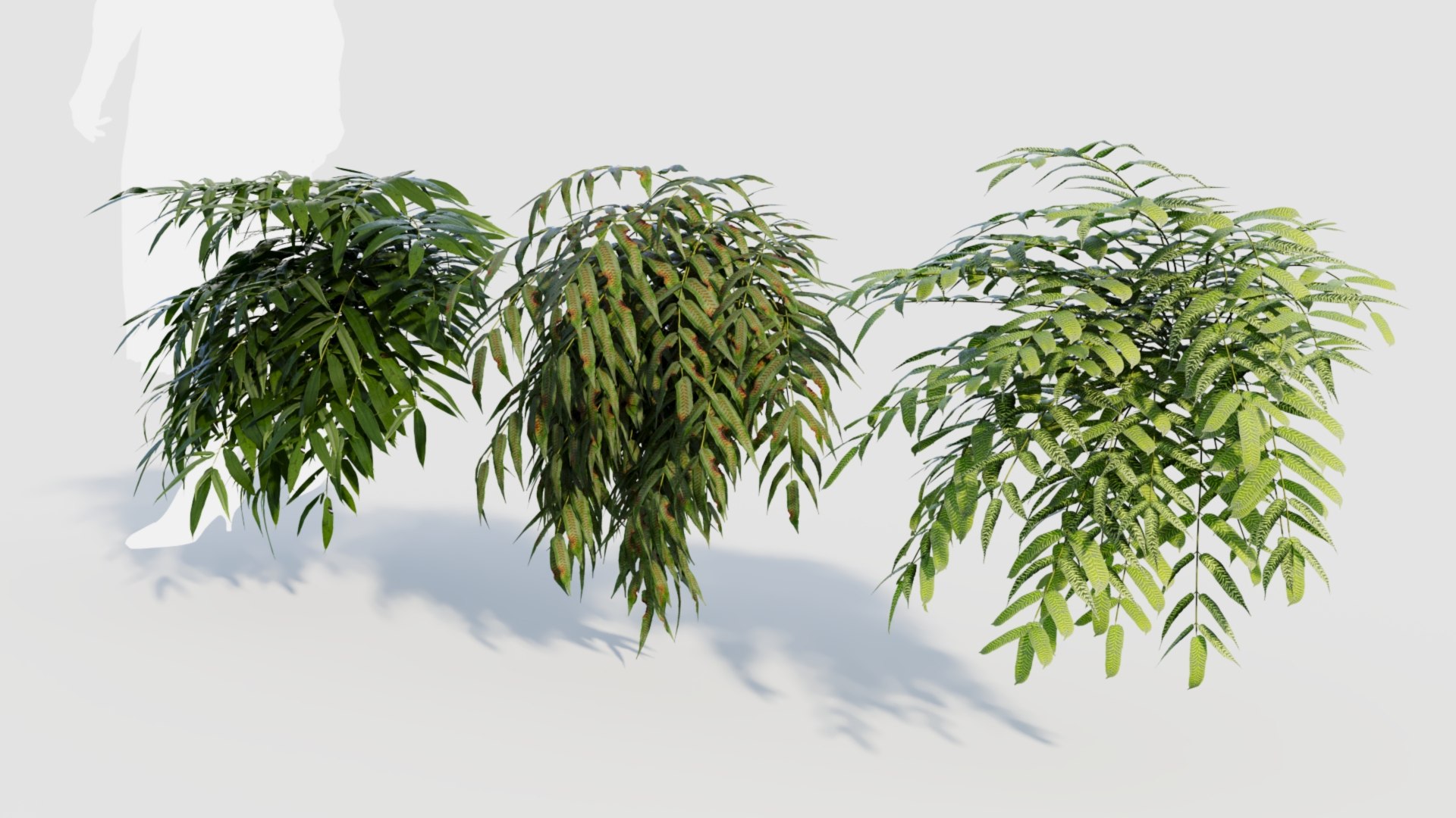 Coniogramme japonica a 3D model https://p.turbosquid.com/ts-thumb/0e/ZtvOpm/AI/coniogrammejaponicaa_3/jpg/1718176542/1920x1080/fit_q87/373572604209606ded07de9f4f48c8df74c59762/coniogrammejaponicaa_3.jpg