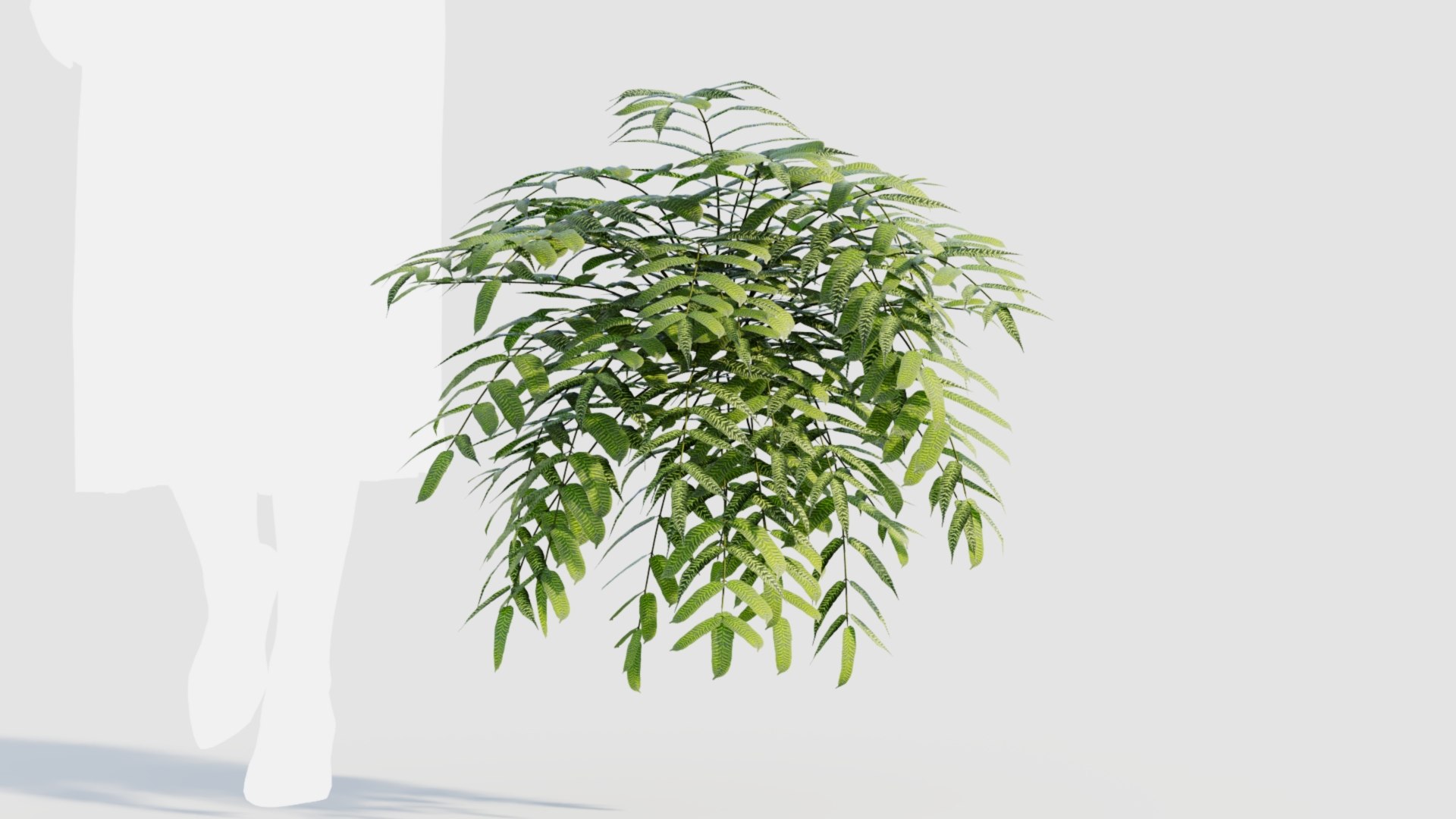 Coniogramme japonica a 3D model https://p.turbosquid.com/ts-thumb/0e/ZtvOpm/QI/coniogrammejaponicaa_9/jpg/1718176545/1920x1080/fit_q87/85551c9fd2d4a740d55f7a1341b7a588cfc77e68/coniogrammejaponicaa_9.jpg