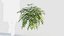 Coniogramme japonica a