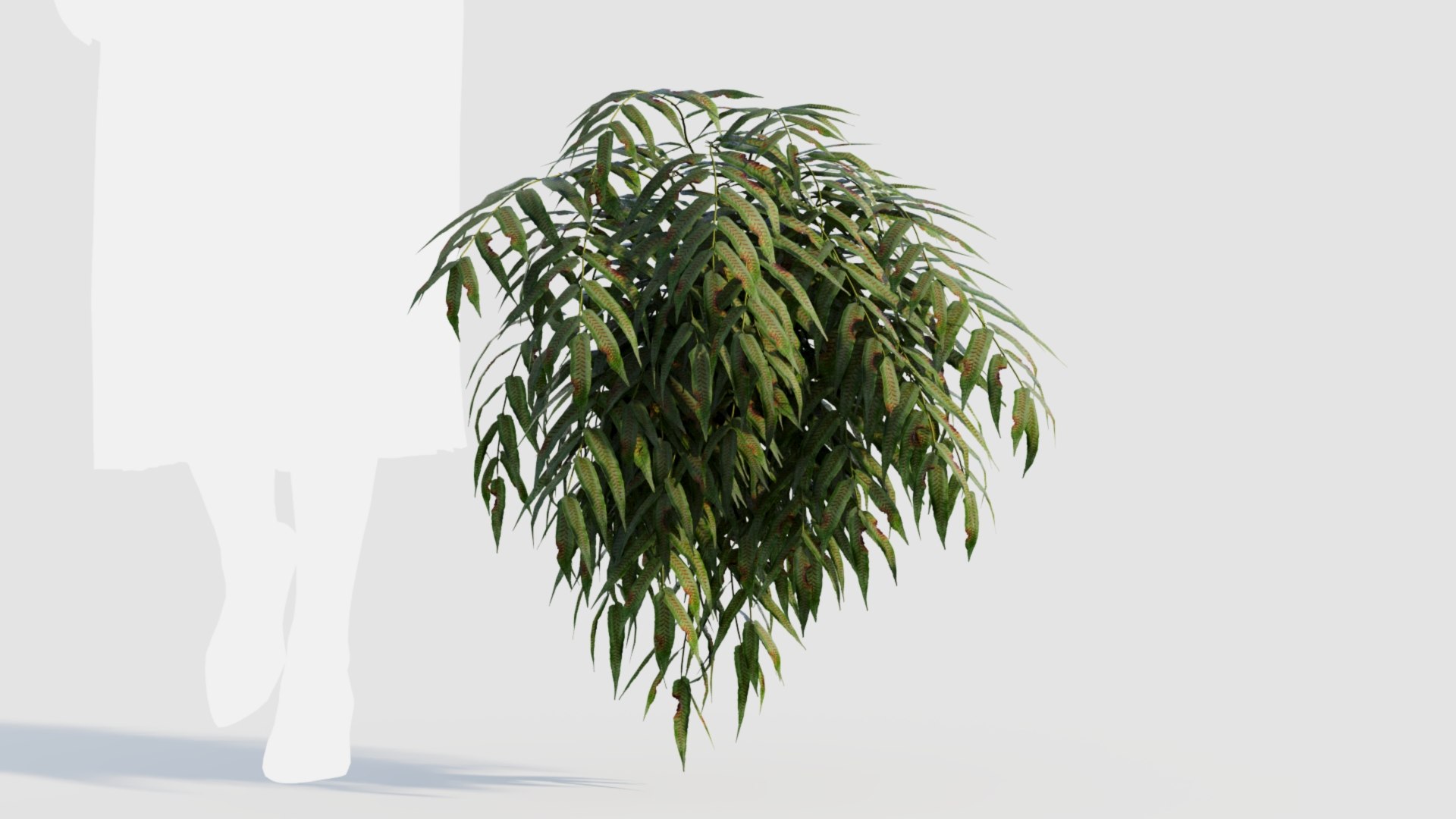 Coniogramme japonica a 3D model https://p.turbosquid.com/ts-thumb/0e/ZtvOpm/W3/coniogrammejaponicaa_8/jpg/1718176545/1920x1080/fit_q87/0e0ae4cd8df4f020bb8f19510aa9271f7e33abf7/coniogrammejaponicaa_8.jpg