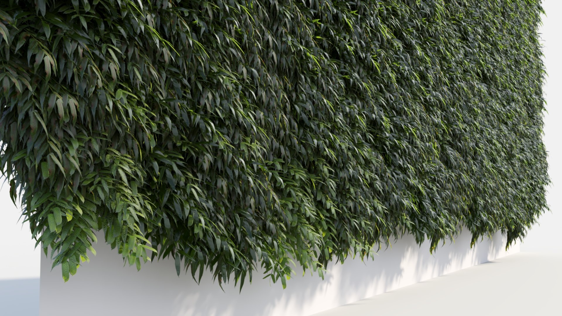 Coniogramme japonica a 3D model https://p.turbosquid.com/ts-thumb/0e/ZtvOpm/aF/coniogrammejaponicaa_11/jpg/1718176540/1920x1080/fit_q87/5175da5b4f4515ade2ebcca7cf706283619c96ad/coniogrammejaponicaa_11.jpg
